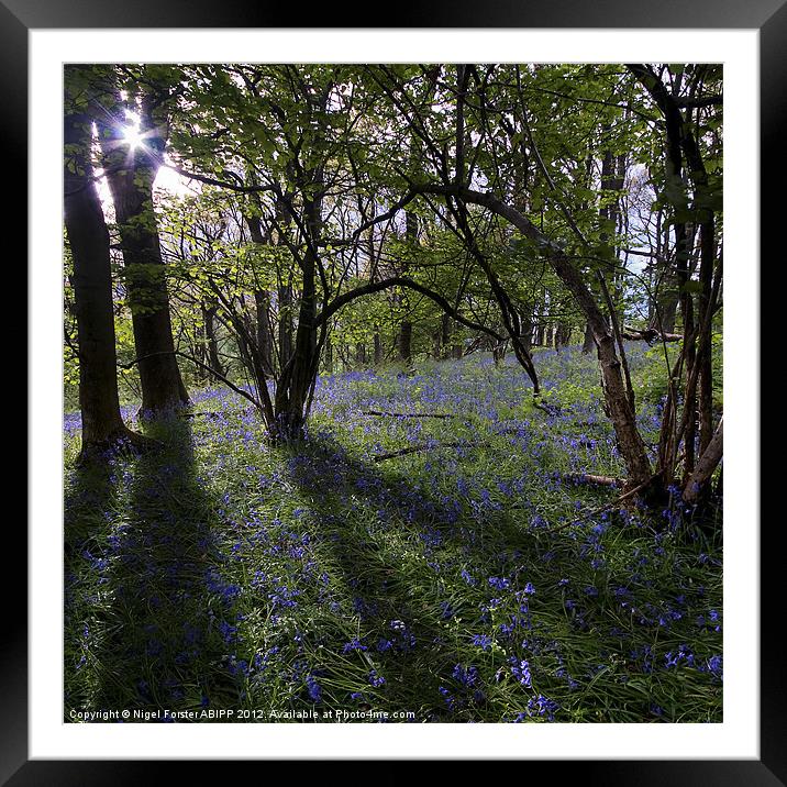 The bluebell wood Framed Mounted Print by Creative Photography Wales