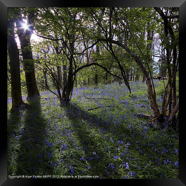 The bluebell wood Framed Print by Creative Photography Wales