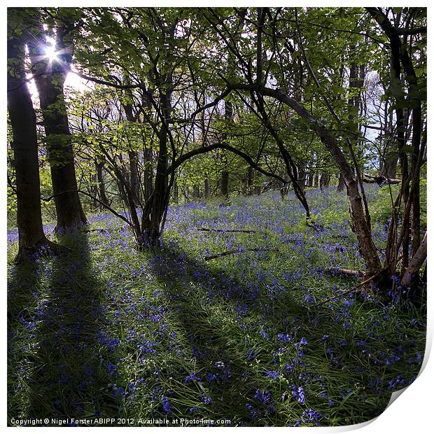 The bluebell wood Print by Creative Photography Wales