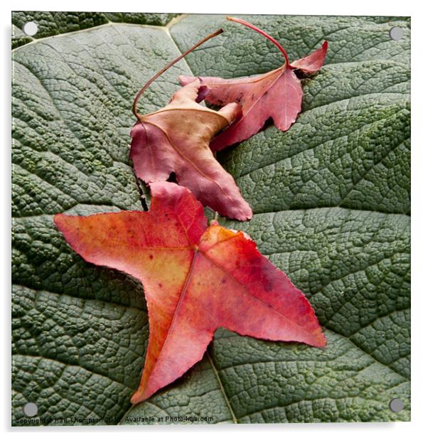 Leaves on leaf Acrylic by Karl Thompson