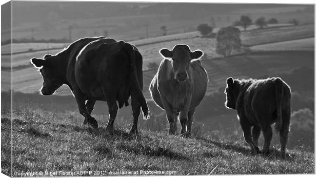 Beacons Cows Canvas Print by Creative Photography Wales