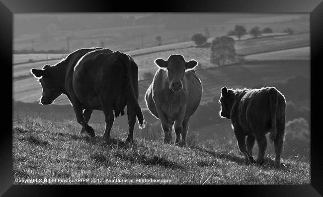 Beacons Cows Framed Print by Creative Photography Wales