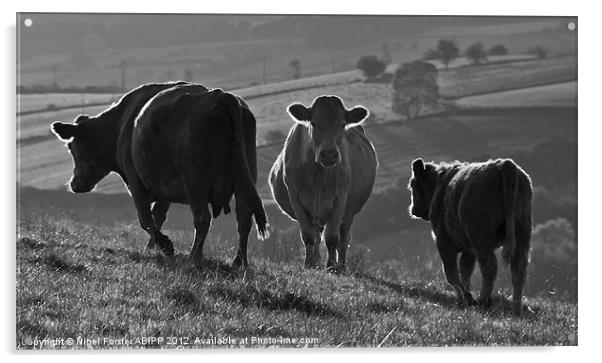 Beacons Cows Acrylic by Creative Photography Wales