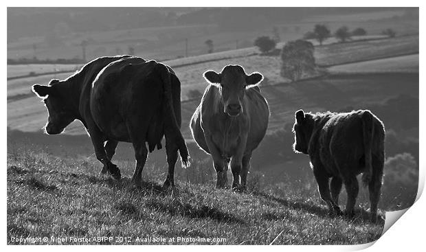 Beacons Cows Print by Creative Photography Wales