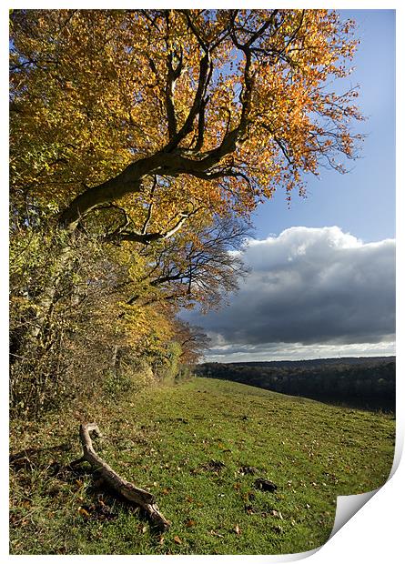 Autumn trees Print by Tony Bates