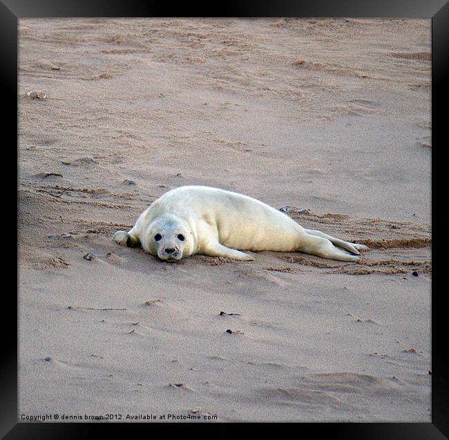 grey seal pup Framed Print by dennis brown