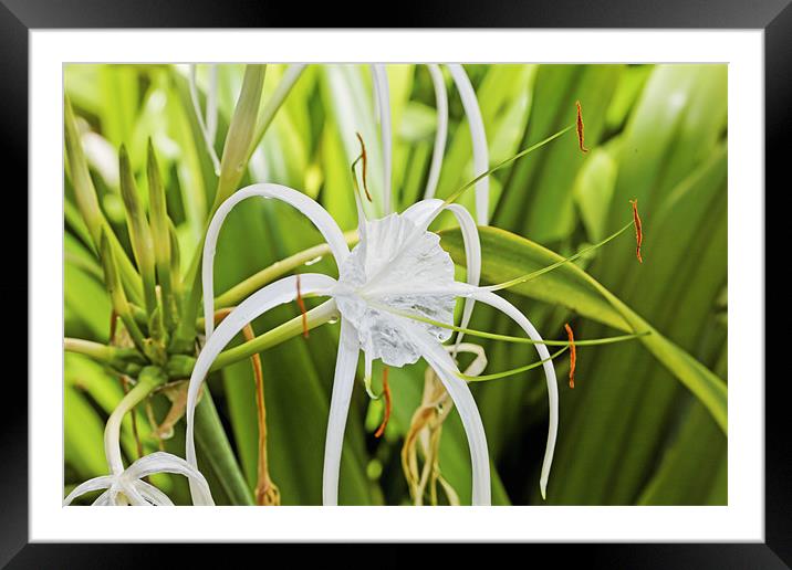 Tears of a Ginger Lily Framed Mounted Print by Arfabita  