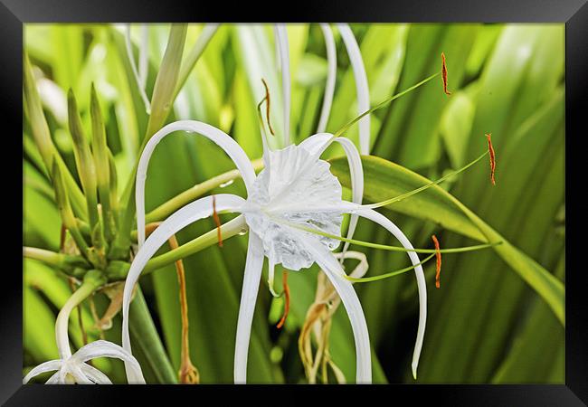 Tears of a Ginger Lily Framed Print by Arfabita  