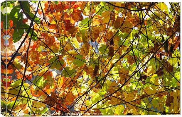 Backlit Fall Leaves Canvas Print by Nicholas Burningham