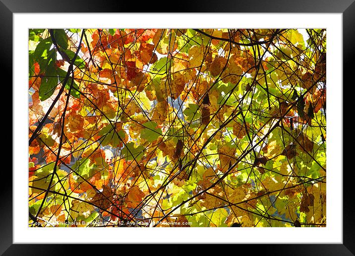 Backlit Fall Leaves Framed Mounted Print by Nicholas Burningham