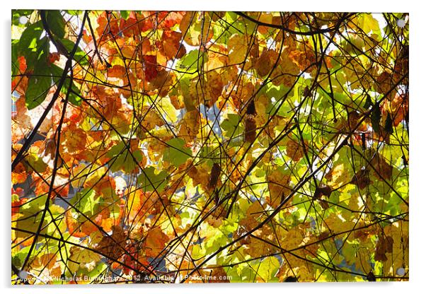 Backlit Fall Leaves Acrylic by Nicholas Burningham