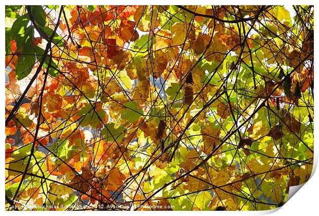 Backlit Fall Leaves Print by Nicholas Burningham