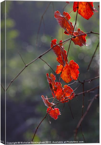 Fall leaves Canvas Print by Nicholas Burningham