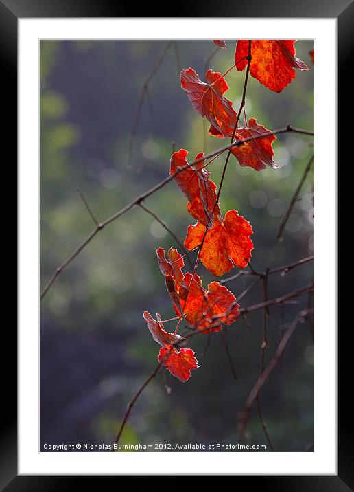 Fall leaves Framed Mounted Print by Nicholas Burningham