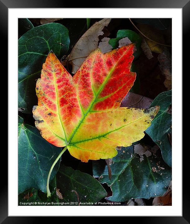 Fall leaves Framed Mounted Print by Nicholas Burningham