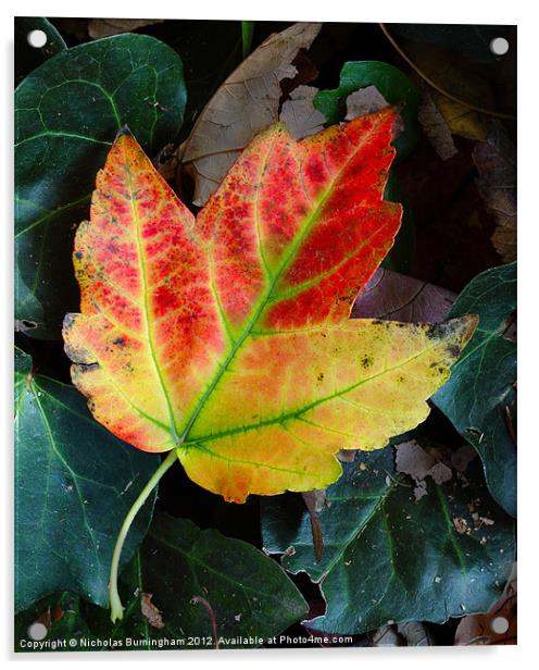Fall leaves Acrylic by Nicholas Burningham