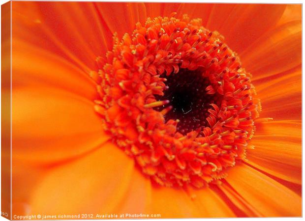Gerbera Daisy - Orange Canvas Print by james richmond