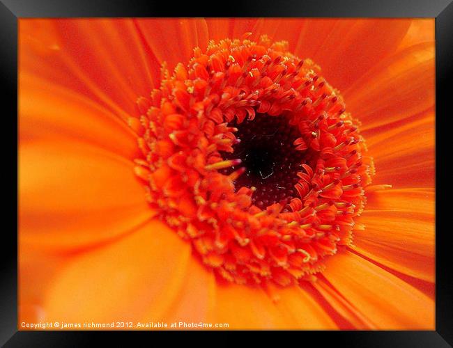 Gerbera Daisy - Orange Framed Print by james richmond