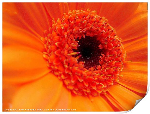 Gerbera Daisy - Orange Print by james richmond