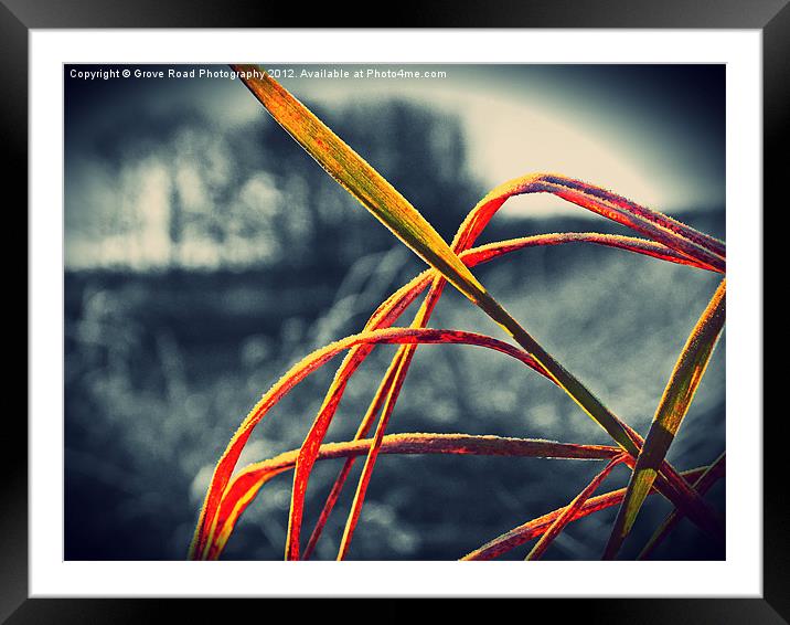 Frosty Blades Framed Mounted Print by Grove Road Photography