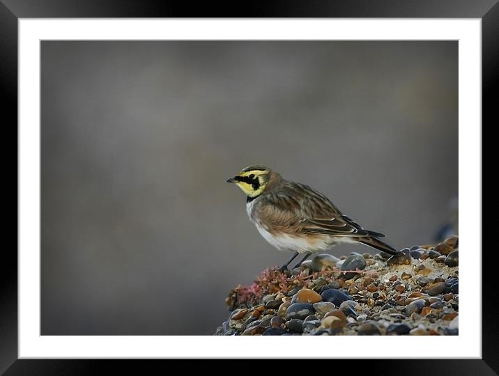 SHORE LARK Framed Mounted Print by Anthony R Dudley (LRPS)