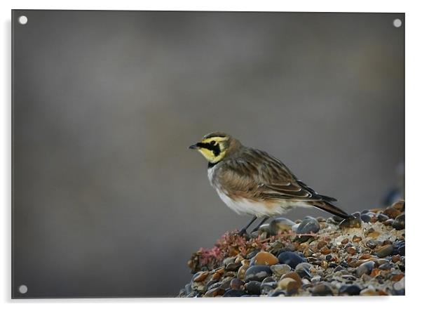 SHORE LARK Acrylic by Anthony R Dudley (LRPS)