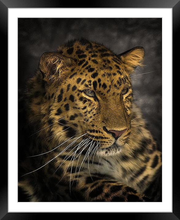 Amur Leopard Framed Mounted Print by John Dickson