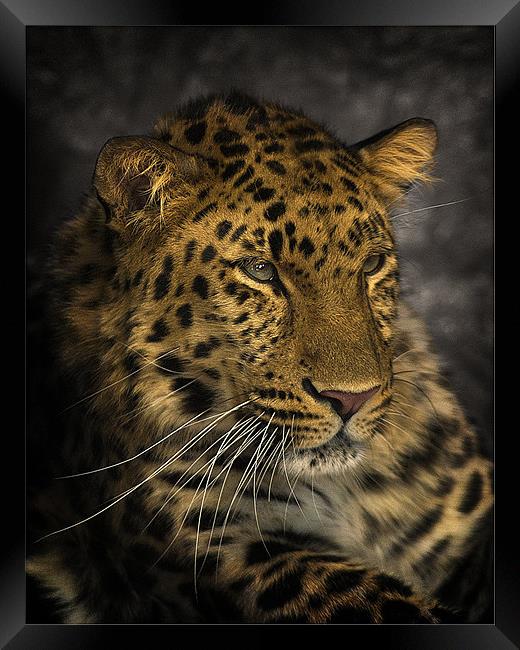 Amur Leopard Framed Print by John Dickson