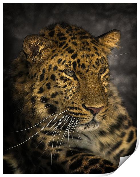 Amur Leopard Print by John Dickson