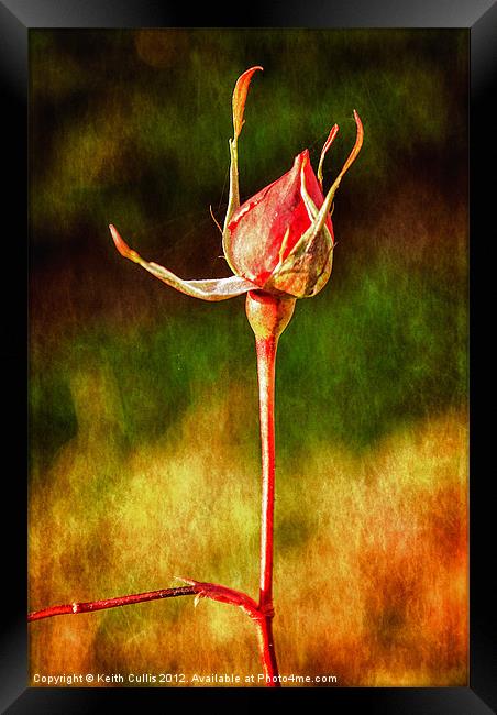 Rustic Rosebud Framed Print by Keith Cullis