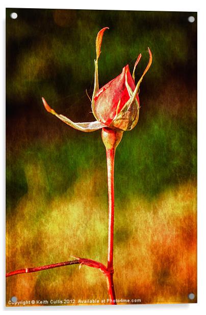 Rustic Rosebud Acrylic by Keith Cullis