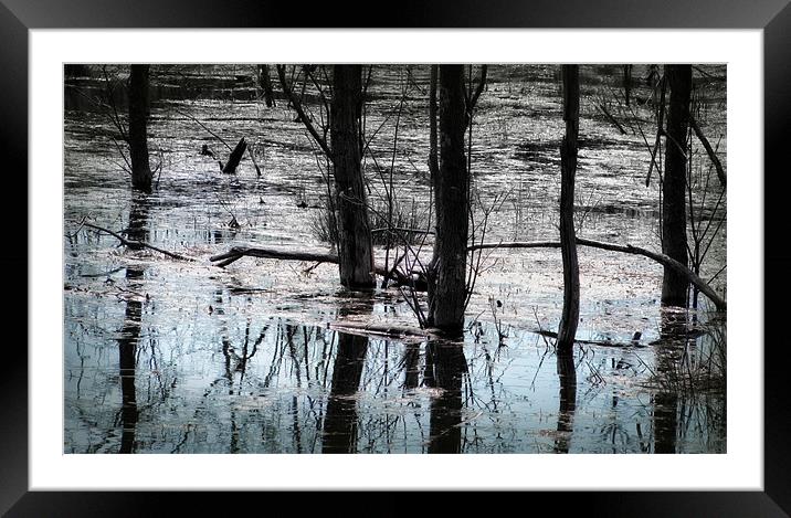 The Swamp Framed Mounted Print by Mary Lane
