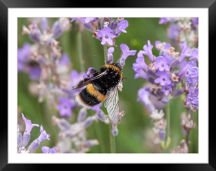 Bumble Bee Framed Mounted Print by sharon bennett