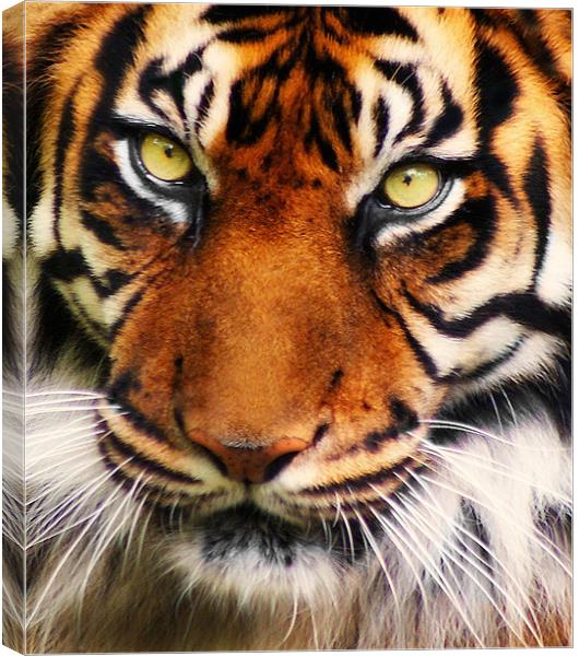 Tiger Canvas Print by John Dickson