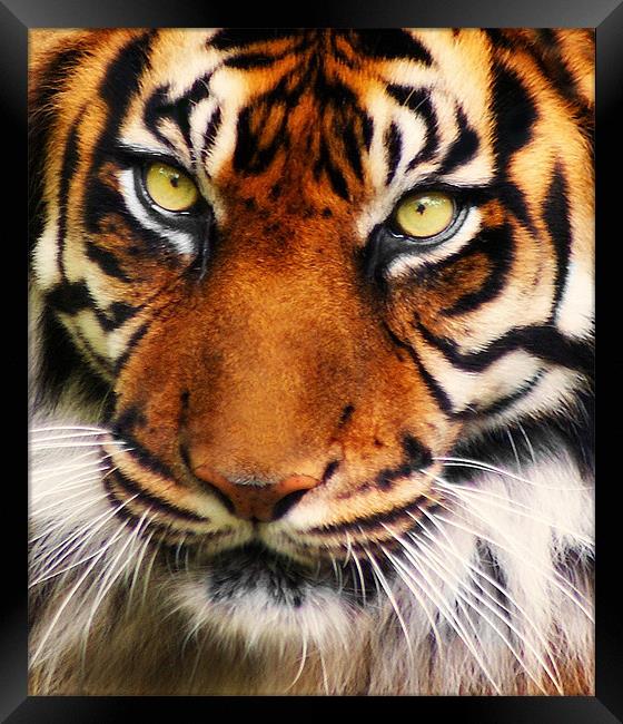 Tiger Framed Print by John Dickson