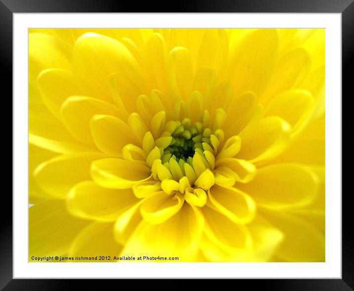 Yellow Chrysant Framed Mounted Print by james richmond