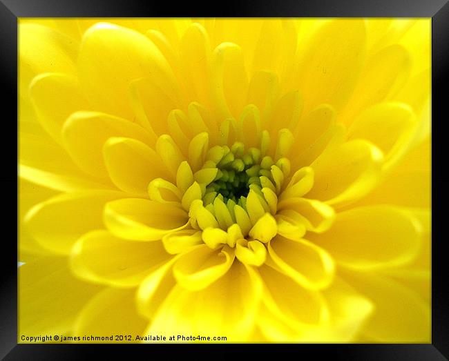Yellow Chrysant Framed Print by james richmond