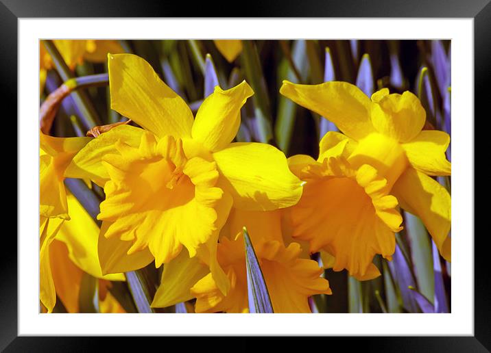 Daffodils Framed Mounted Print by paul jenkinson