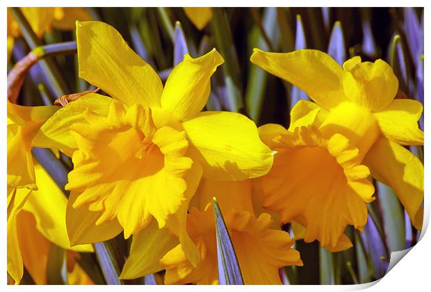 Daffodils Print by paul jenkinson