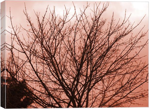 in the shadow of the tree Canvas Print by carin severn