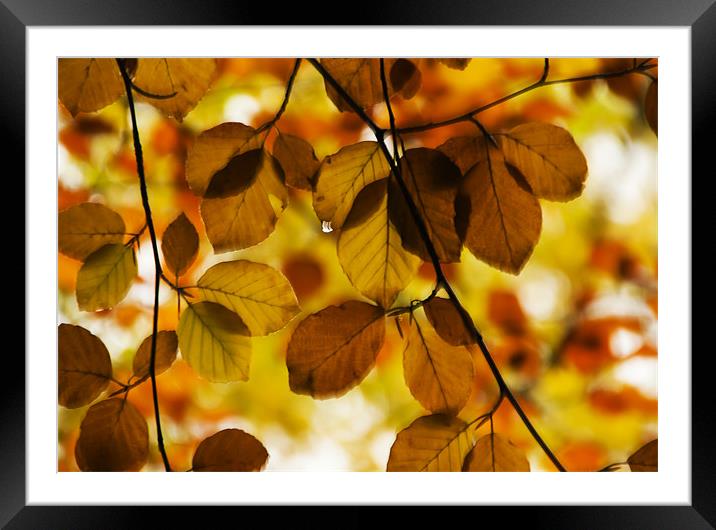 Tear Drop on the Leaves Framed Mounted Print by Elaine Whitby