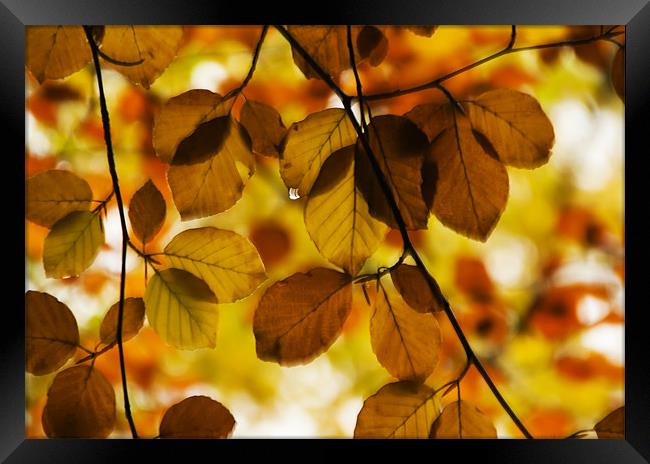 Tear Drop on the Leaves Framed Print by Elaine Whitby