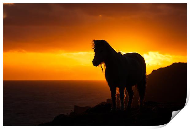 Wild Welsh Ponies Print by Gail Johnson