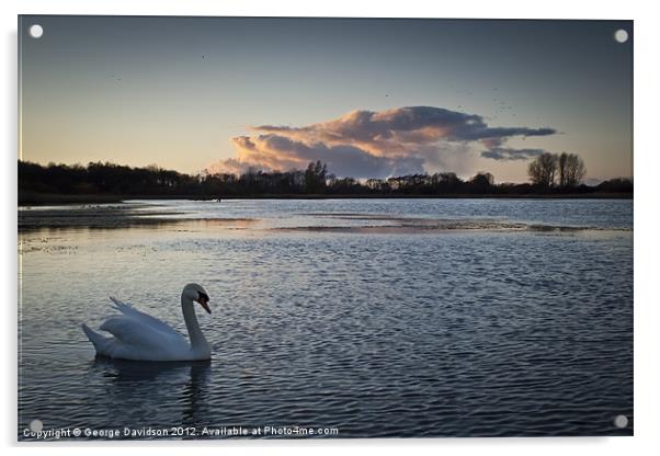 Swan on Big Waters Acrylic by George Davidson
