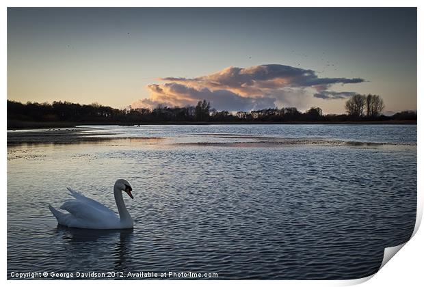 Swan on Big Waters Print by George Davidson