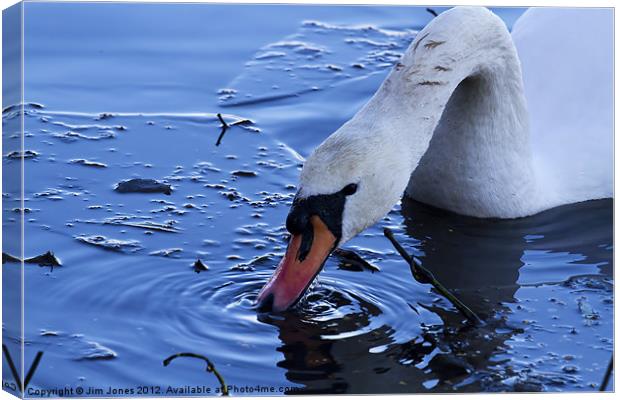 Swan drinking iced water Canvas Print by Jim Jones