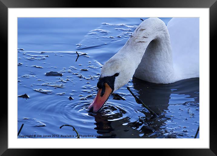 Swan drinking iced water Framed Mounted Print by Jim Jones