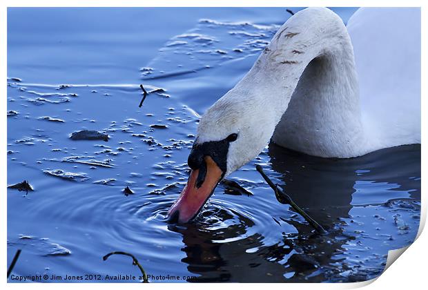 Swan drinking iced water Print by Jim Jones