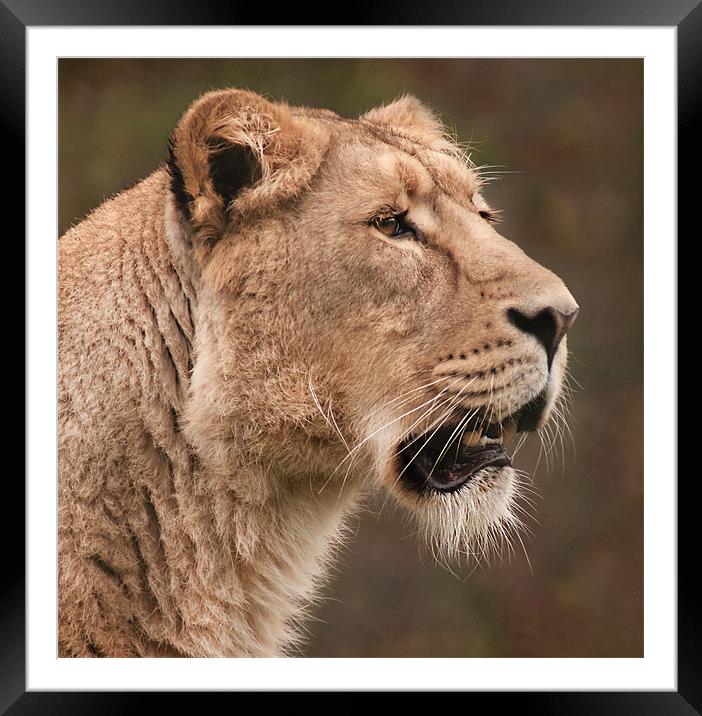 Asiatic Lioness Portrait Framed Mounted Print by John Dickson