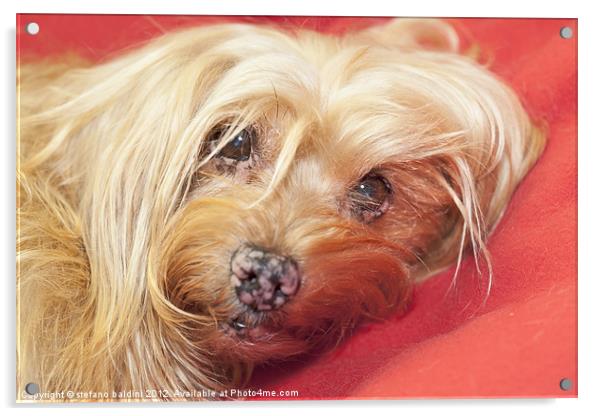 dog portrait Acrylic by stefano baldini